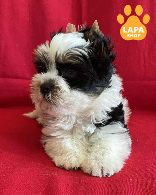 tricolor beaver yorkshire terrier