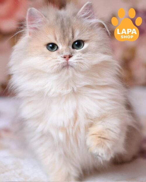 British Longhair
