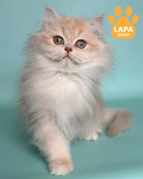 British Longhair