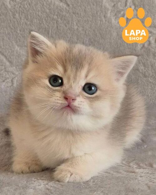 blue and golden British kitten