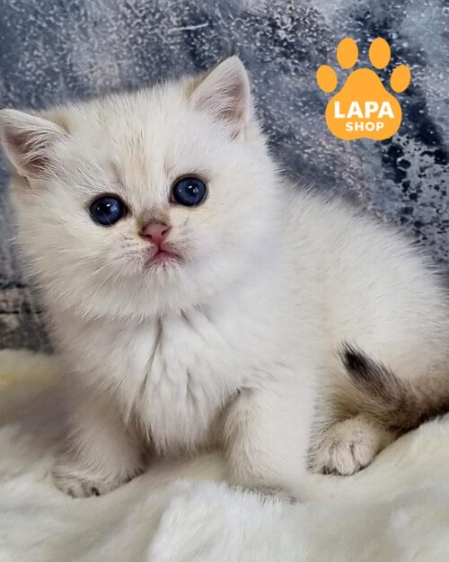 color point British kitty
