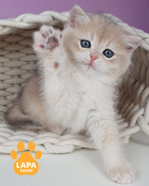 Ulia is a Charming British Kitty in a Gentle Color bri ulia11