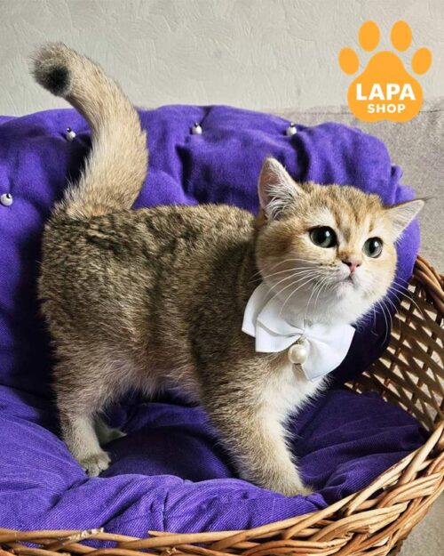 golden British kitty