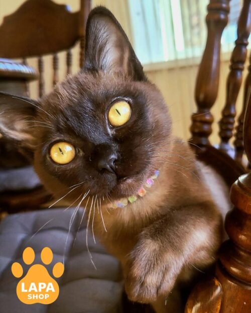 american burmese