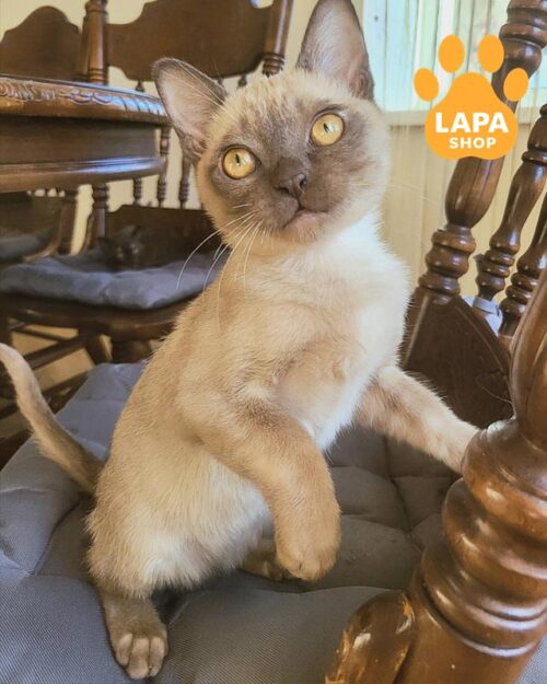 American Burmese cat