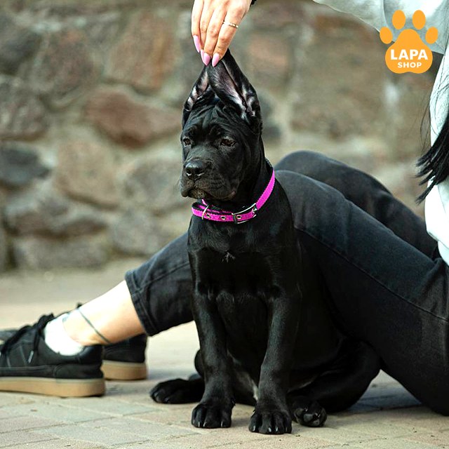 Cane-Corso-02