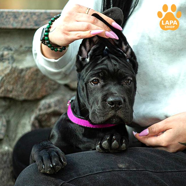 Cane-Corso-04