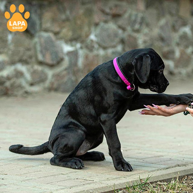 Cane-Corso-05