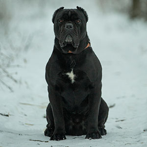 Majestic Black Girl Tiara Quiet Charm Cane Corso is Waiting for Her Family dad 7