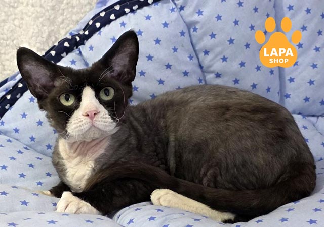 Devon Rex kitten Onix black bicolor (n 03)