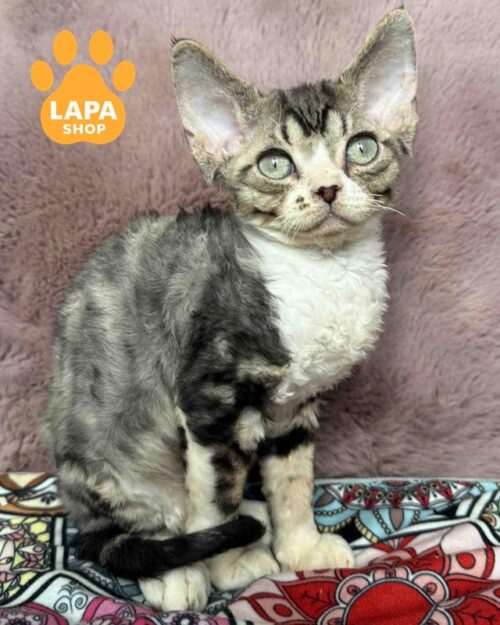 Devon Rex kitten