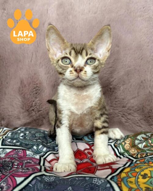 Devon Rex kitten