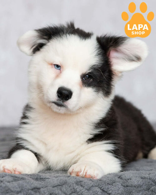 tricolor welsh corgi cardigan