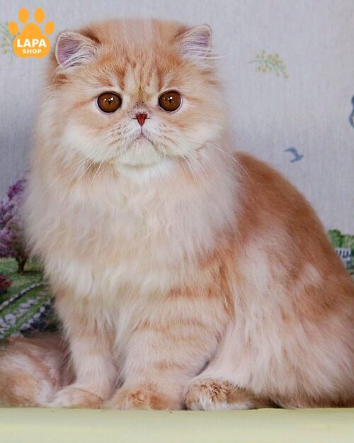 кремовий екзот