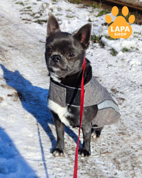 blue-graphite chihuahua
