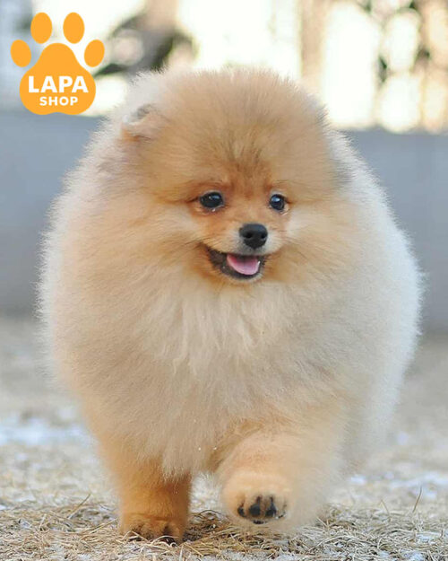 Pomeranian spitz orange color