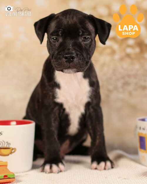 тигрово-белый стаффордширский бультерьер