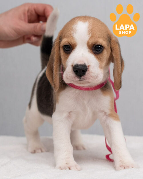 tricolor beagle