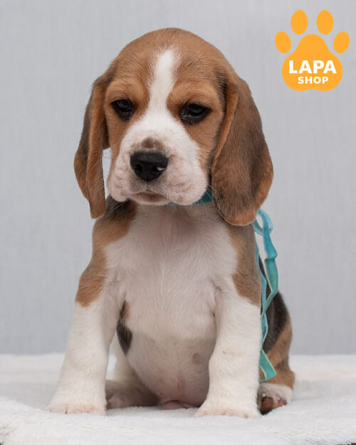 tricolor beagle