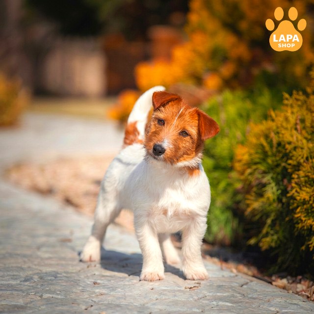 Jack-Russell-Terrier-02