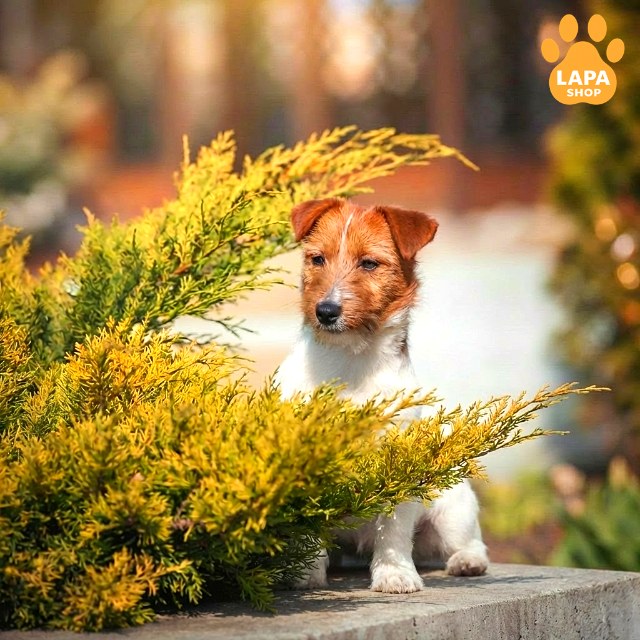 Jack-Russell-Terrier-03