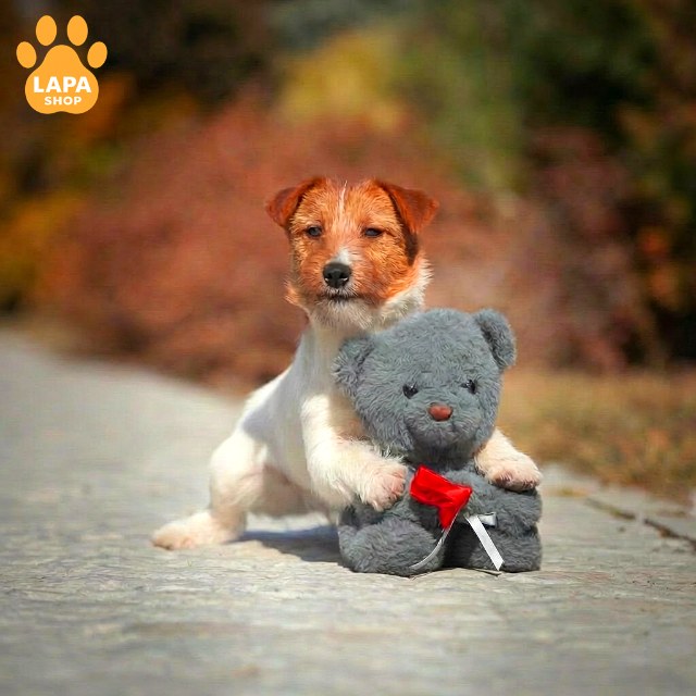 Jack-Russell-Terrier-04