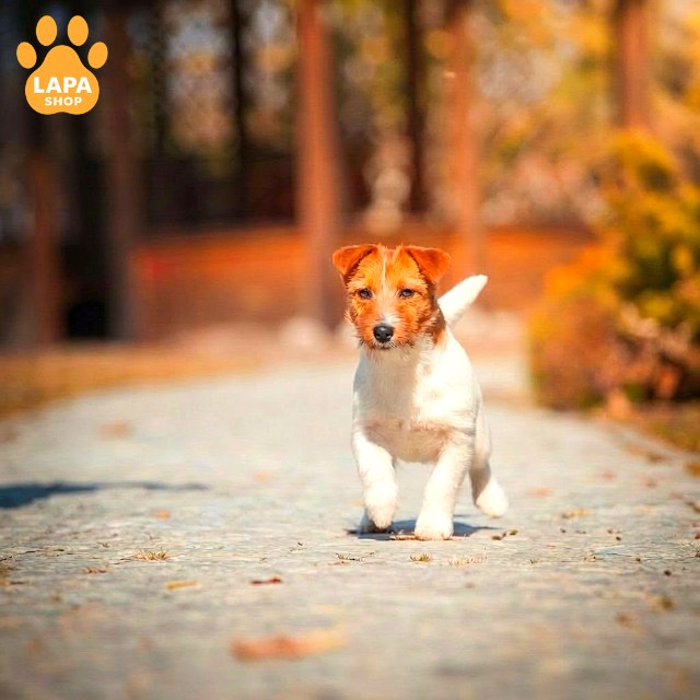 Jack-Russell-Terrier-05
