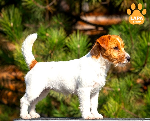 Jack-Russell-Terrier-06