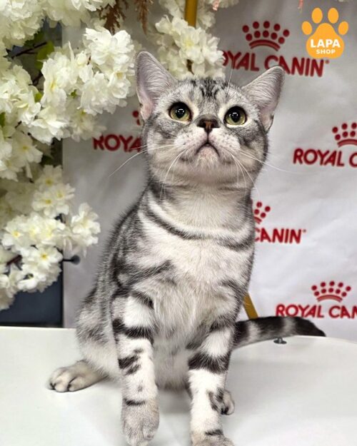сріблясте американське короткошерсте кошеня