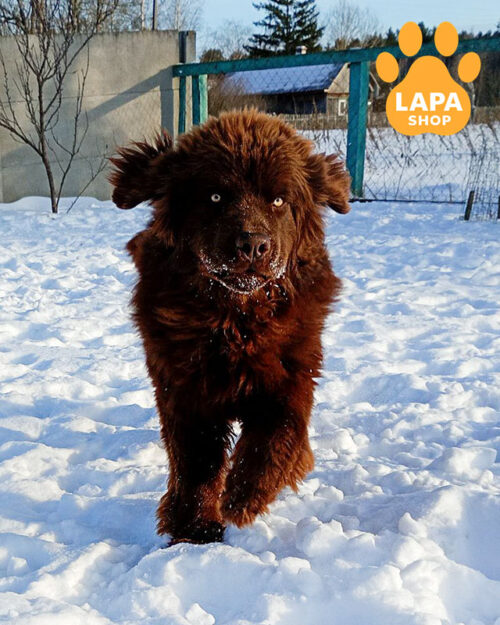 brown Newfoundland