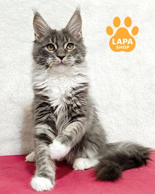 blue and white Maine Coon kitty