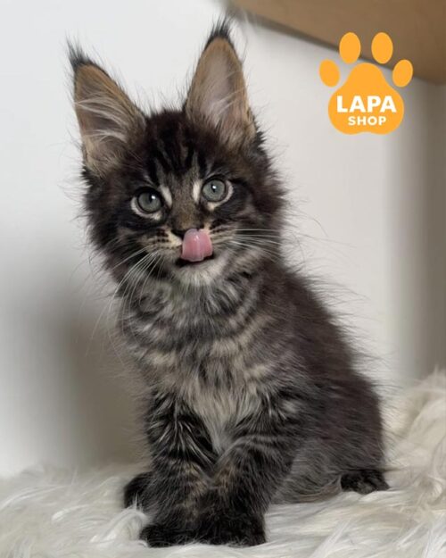 spotted Maine Coon kitten