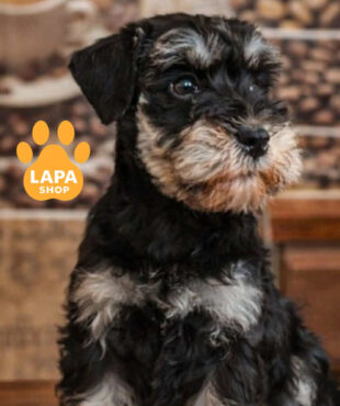 Miniature Schnauzer black and silver color
