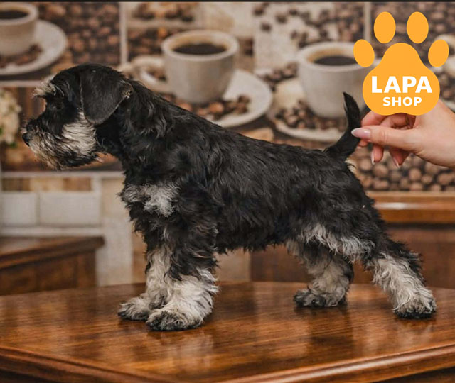 Продюсерка «Голодних ігор» обрала песика з України через Lapa.shop miniature schnauzer 02 1