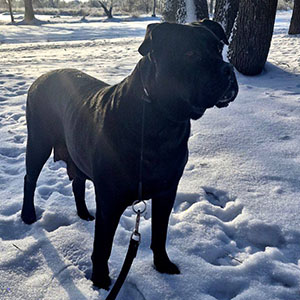 Majestic Black Girl Tiara Quiet Charm Cane Corso is Waiting for Her Family mom 7