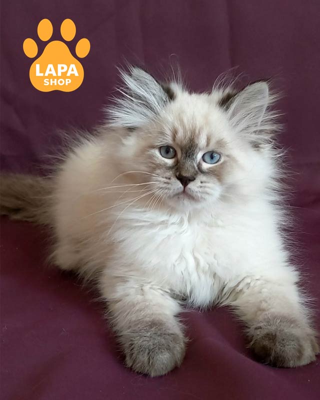 невське маскарадне кошеня