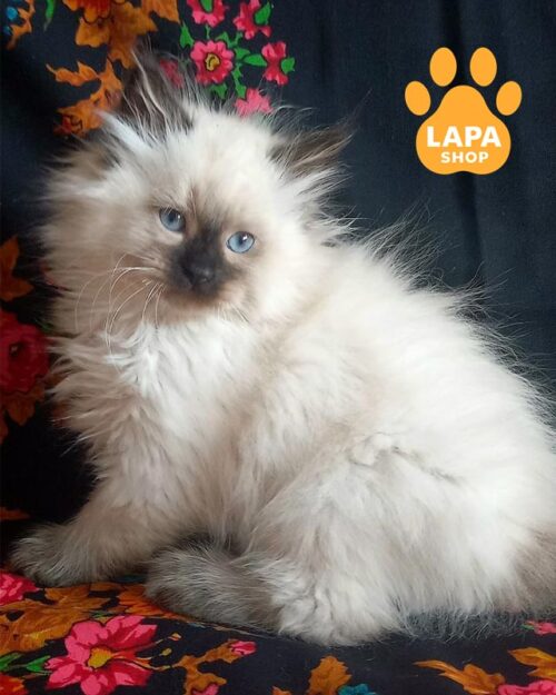 невське маскарадне кошеня