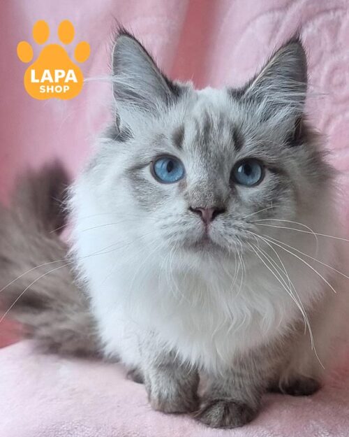 невская маскарадная кошка
