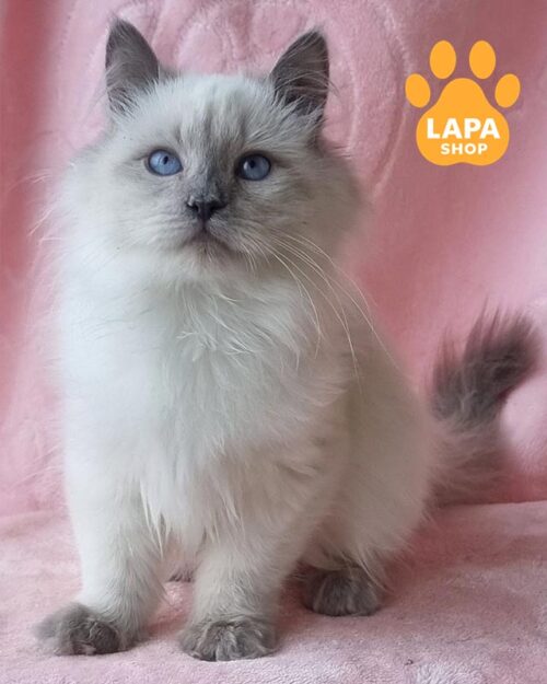 невская маскарадная кошка