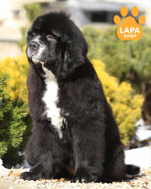 black Newfoundland