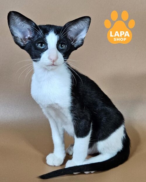 black and white oriental