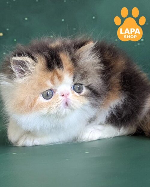 персидская кошка
