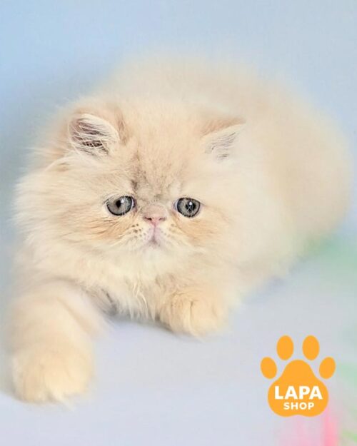 cream Persian kitten