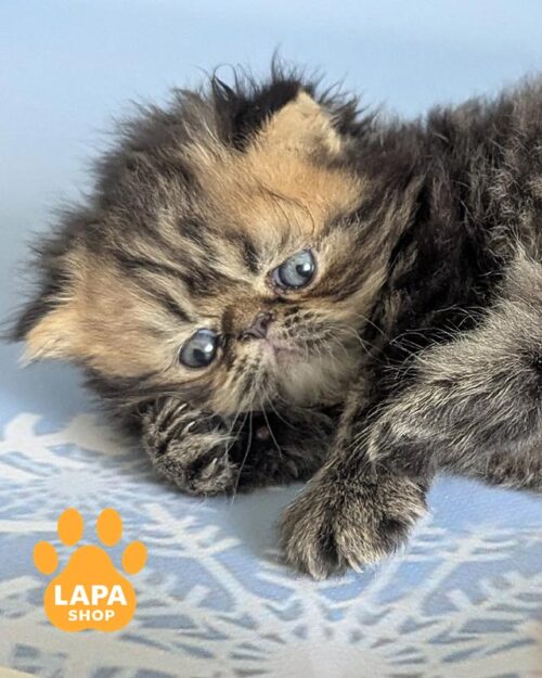 перське кошеня