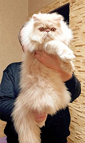 Kevin is a Luxurious Persian Kitten in a Soft Cream Fur Coat per dad 1