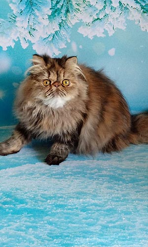Kevin is a Luxurious Persian Kitten in a Soft Cream Fur Coat per mom 1