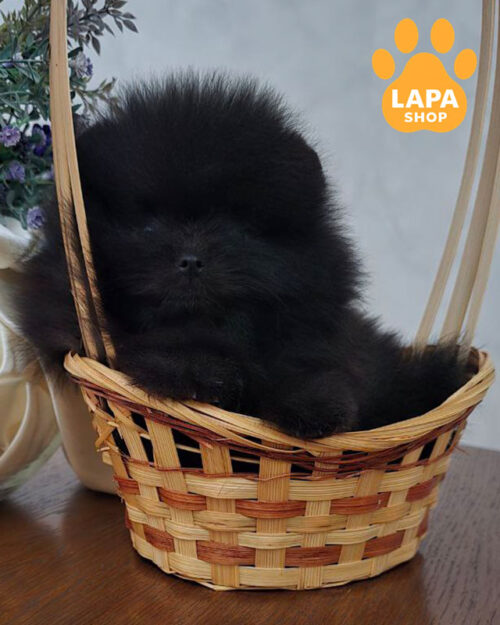 чорний померанський шпіц