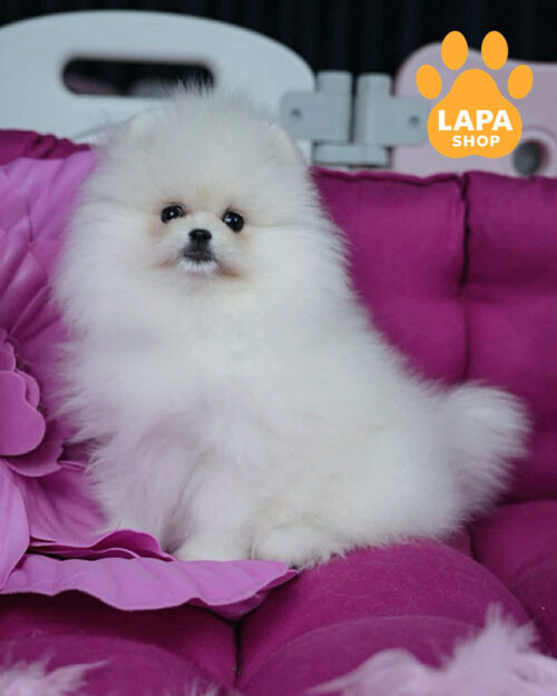 white Pomeranian