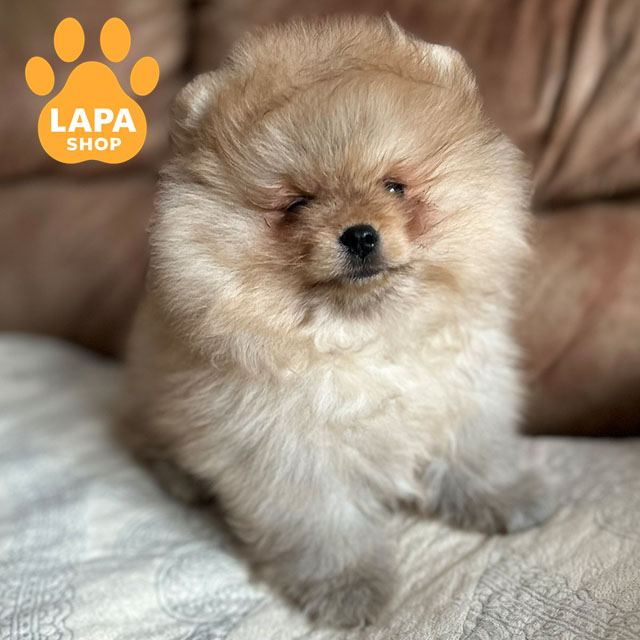 Pomeranian-Spitz-02