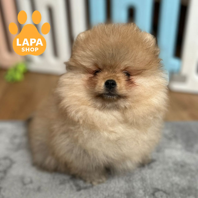 Pomeranian-Spitz-03